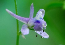 翠雀指的是什么花