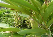 砂仁种子价格及种植方法 砂仁有哪些种类