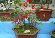 日本长寿冠海棠的养护