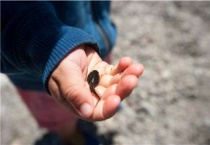 蝌蚪卵怎么孵化