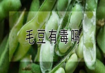 毛豆有毒吗？