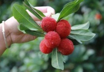 东魁杨梅需要授粉树吗？