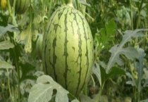 西瓜病虫害防治技术 西瓜病虫害发生规律