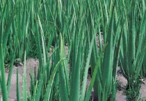 多叶芦荟多少钱一盆 附多叶芦荟的生长习性和繁殖多久？