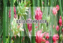 盆栽火龙果怎样种植才能结果