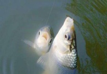 春季什么时候开始钓鱼？附钓点的选择