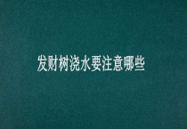 发财树浇水要注意哪些？