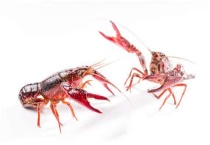 东北喇蛄和小龙虾的区别？是什么？