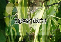 豆角种植时间和多久？
