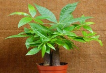 发财树哪个是芽眼