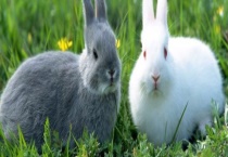 兔子的越冬方法 这四点是关键