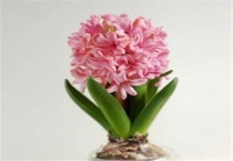 葡萄风信子的种植方法和时间