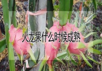 火龙果什么时候成熟
