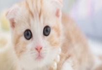 苏格兰折耳猫遗传病大全 主要有以下四种