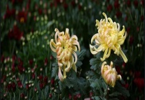 菊花的产地分布 附产地环境