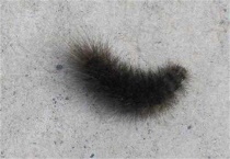 黑色毛毛虫有毒吗？