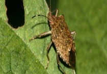 怎么消灭打屁虫 打屁虫的臭味有没有毒