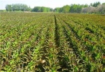 莴笋不能用哪些肥料