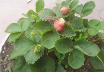 草莓长出的长条是什么？