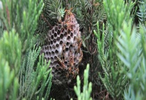 捅马蜂窝最安全的方法 捅马蜂窝注意事项