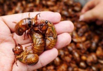 蝉几月从地里爬出来