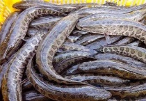 草鲡鱼和黑鱼区别？