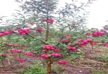 鸡心果如何剪枝