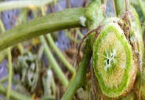 枯萎病的防治方法 附枯萎病的发病规律