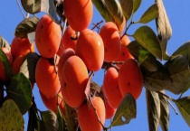 柿子可不可以生吃 柿子有哪些食用禁忌