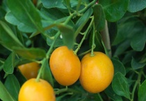 桔子树的修剪多久？