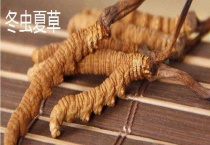 虫草花和虫草有什么区别？ 虫草花和虫草的基本介绍