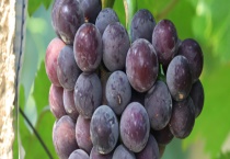 户太八号葡萄结果需要几年 果实性状怎么样