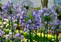 百子莲用深盆还是浅盆