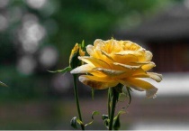 月季根部发黑还能活吗？