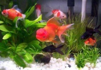 养鱼养单数还是双数