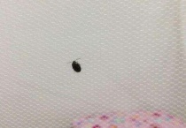 黑皮蠹怎么根除