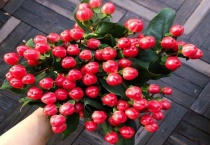 火龙珠怎么水养