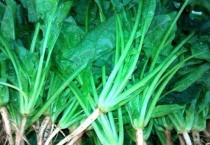 菠菜种子直接撒土里能发芽吗？