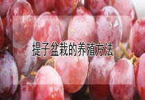 提子盆栽的养殖多久？