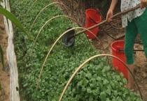 氟硅唑不能和哪些药配用 附氟硅唑的使用多久？