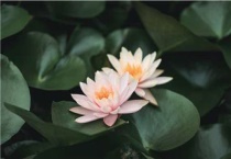 一叶莲的花期是多久？