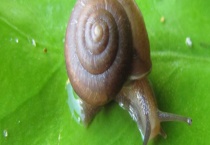 水蜗牛的繁殖方法 有什么注意事项