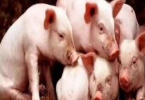 鸡粪饲喂生猪时的注意事项 鸡粪的加工