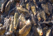 亚洲鲤鱼在中国为什么没有泛滥 有哪些品种