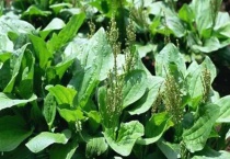 车前草的根能吃吗？