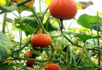 南瓜是主蔓还是侧蔓结瓜