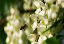 洋槐蜜(槐花蜜)产地发布 营养价值有哪些？