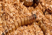 黄粉虫常见病害防治多久？