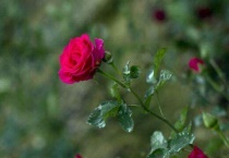 玫瑰是月季的一种吗？