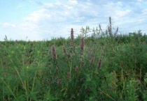 旁风草长什么样